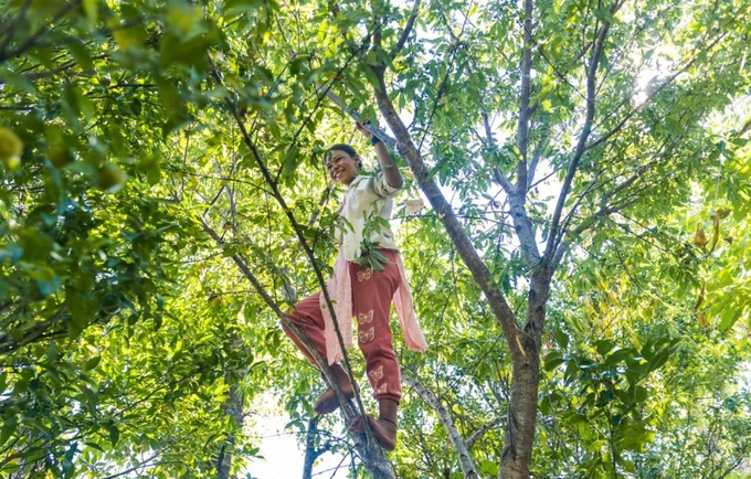 A girl climbs a tree