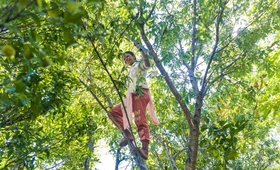 A girl climbs a tree