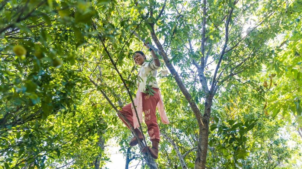 A girl climbs a tree