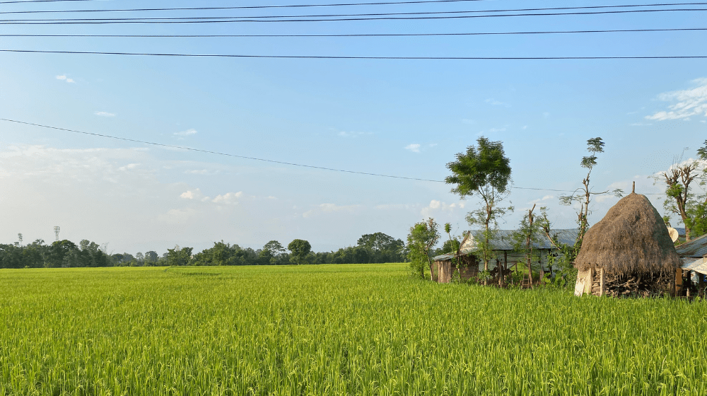 Picture shows a paddy field in Nepal
